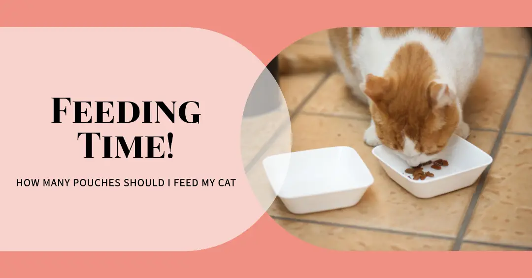 How Many Pouches Should I Feed My Cat?