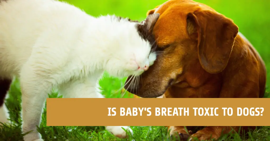 Is Baby's Breath Toxic to Dogs