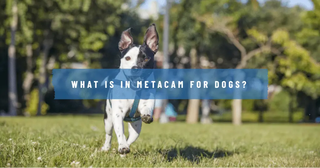 What Is In Metacam For Dogs