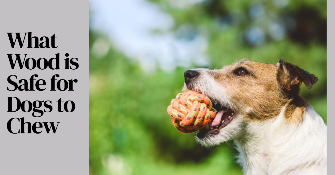 The Right Bite What Wood is Safe for Dogs to Chew