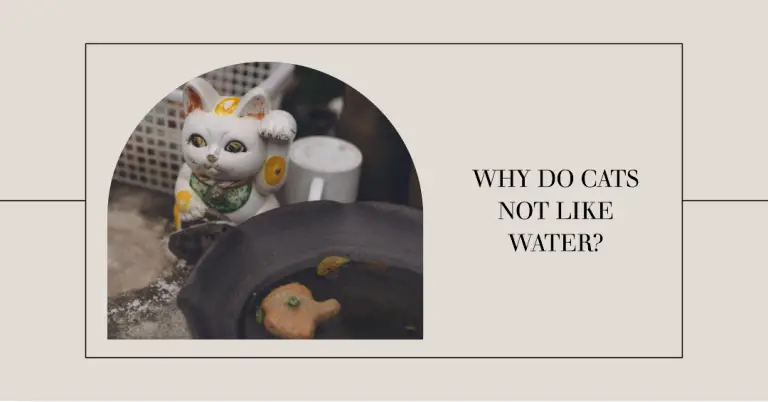 Why Do Cats Not Like Water
