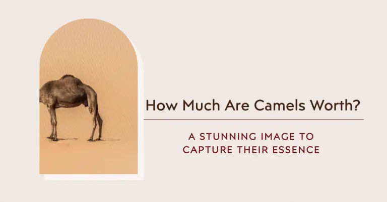 How Much Are Camels Worth