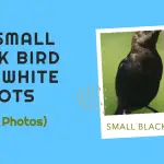Small Black Bird With White Spots