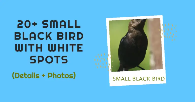 Small Black Bird With White Spots