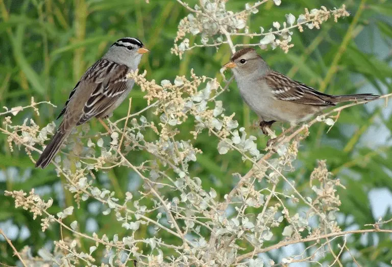 White crowned sparrow male vs female