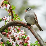 White crowned sparrow male vs female