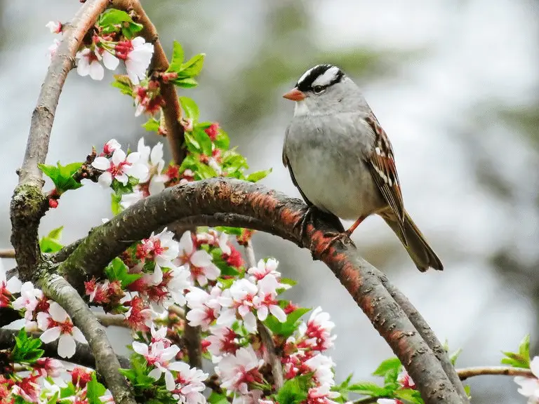 White-Crowned Sparrow Male