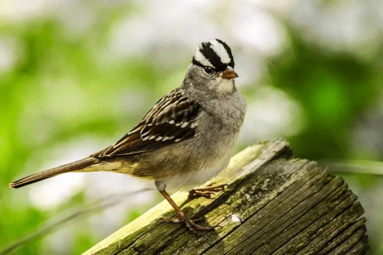 White-Crowned Sparrow Female