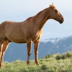What is a mature female horse called