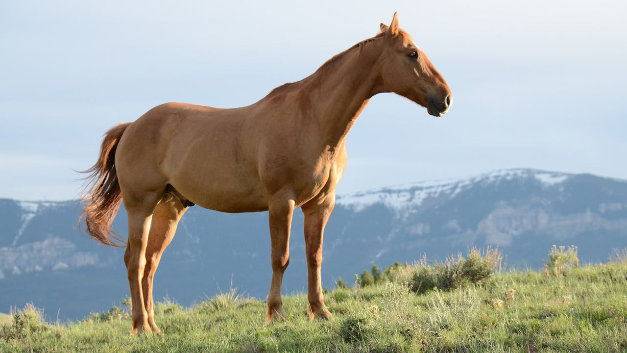 What is a mature female horse called?
