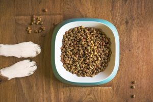 Best Dog Food For Olde English Bulldog