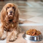 Best Dry Dog Food For Cushing’s Disease