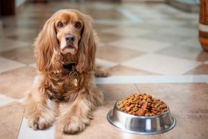 Best Dry Dog Food For Cushing’s Disease