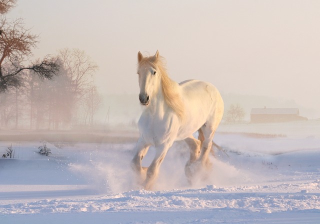 Best Splint Boots For Horses