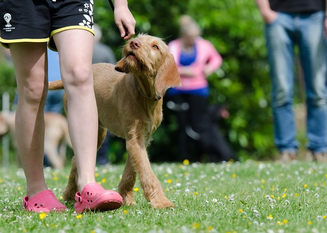 best dog trainers In brooklyn