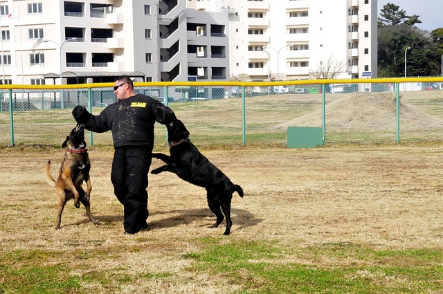 best dog trainers in buffalo