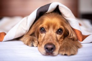 Best Dog Food For Urinary Crystals