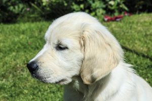 Best Dog Toys For Golden Retrievers