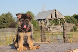 10 Best Food For Dutch Shepherd Puppy [2025]