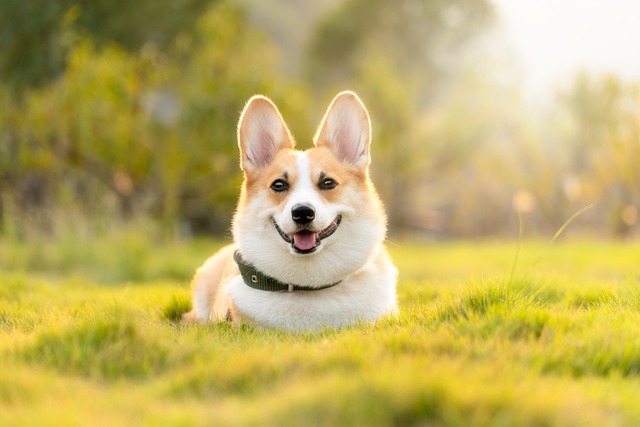 best dog food for havanese breed